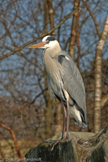 Graureiher (5 von 15).jpg